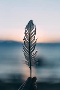 holding feather