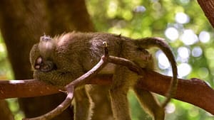 selective focus photography of sleeping monkey on branch